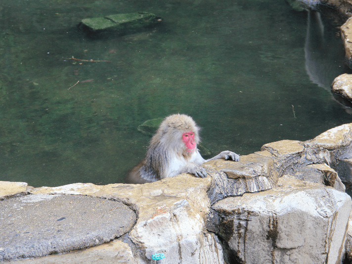 Monkey in the Onsen